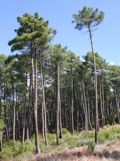 Mobil Home 6 Personnes Foret Des Landes Mimizan-Plage Exteriör bild
